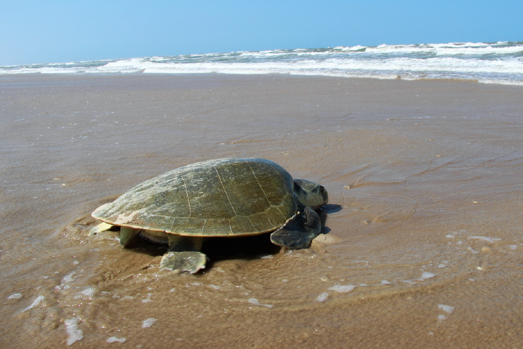 Uncovering the Tumor Disease in Endangered Sea Turtle Species