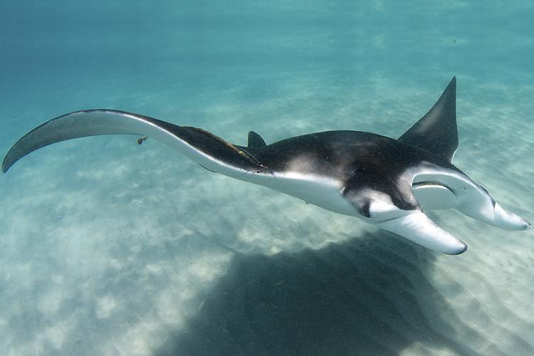 World Manta Day is Sept. 17