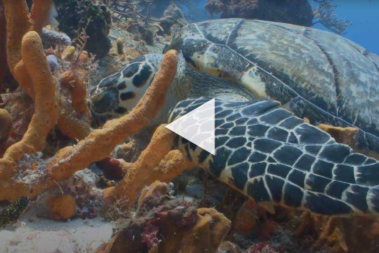 West Palm Beach Sea Turtle Segment