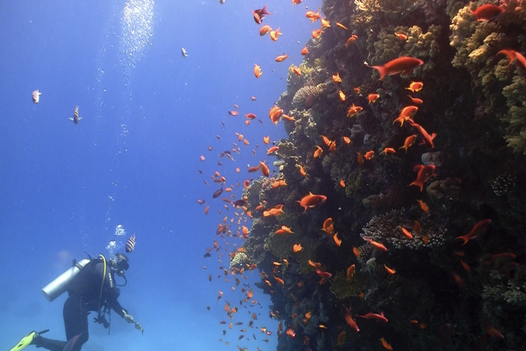 Can We Save the World's Coral Reefs?