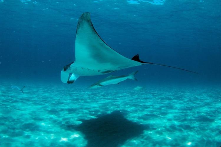 Aerial Surveys Reveal Ray Populations