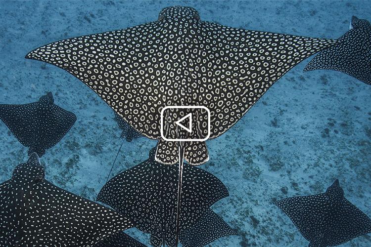 Eagle Rays: Soaring on Spotted Wings